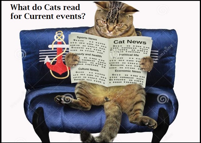 What do Cats read for current events